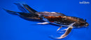 8.75" BENI KIKOKURYU BUTTERFLY