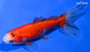 4" CALICO WAKIN GOLDFISH