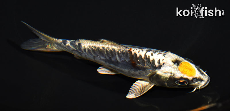 5.25" ARAGOKE MARUTEN BENI KIKOKURYU
