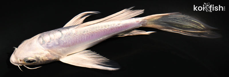 5.25" DOITSU PLATINUM OGON BUTTERFLY