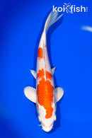 8.5" HARIWAKE