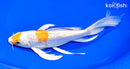9" GINRIN HARIWAKE BUTTERFLY