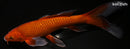 10" CHAGOI BUTTERFLY