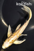 7.75" ARAGOKE LEMON HARIWAKE BUTTERFLY