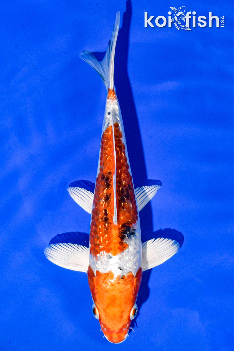 8" GINRIN YAMATO NISHIKI