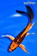 5.5" ARAGOKE ORENJI MATSUBA BUTTERFLY