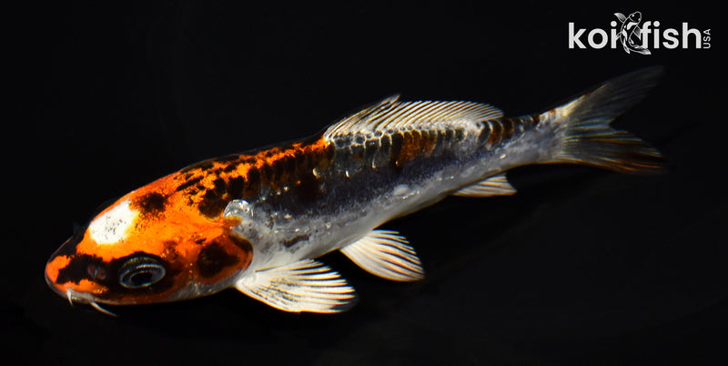 5.25" BENI KIKOKURYU