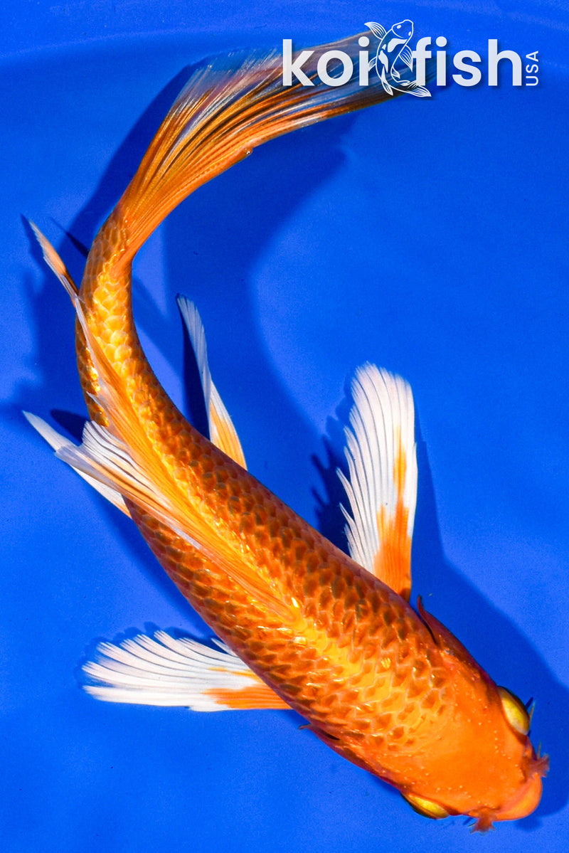 7" ORENJI OGON BUTTERFLY