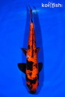 11" ARAGOKE HI UTSURI