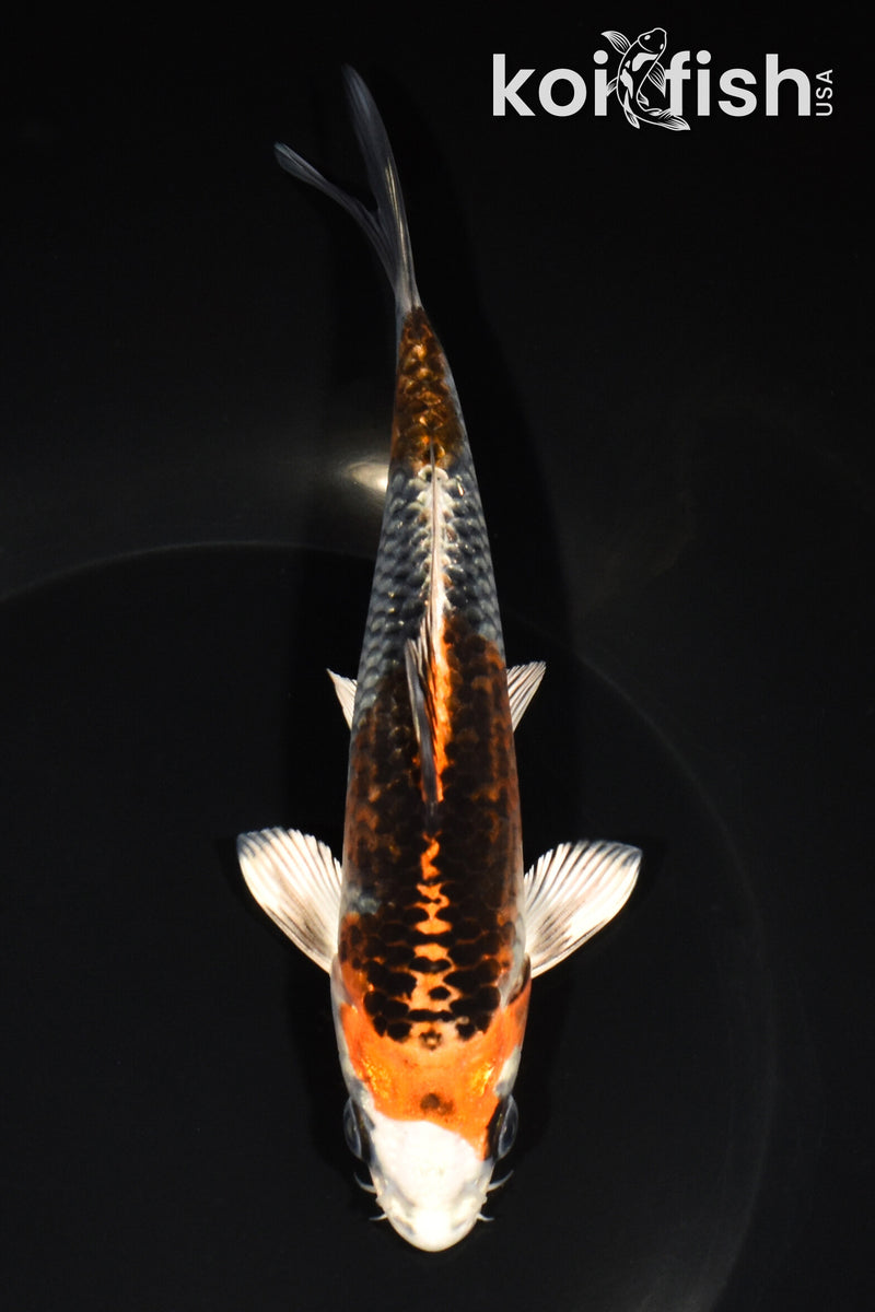 6.75" BENI GINGA