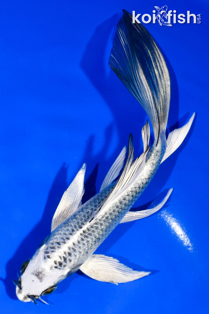 6" GIN MATSUBA BUTTERFLY