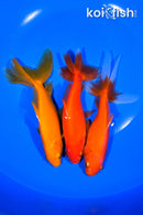 PACK OF (3) 5-5.5" WAKIN GOLDFISH