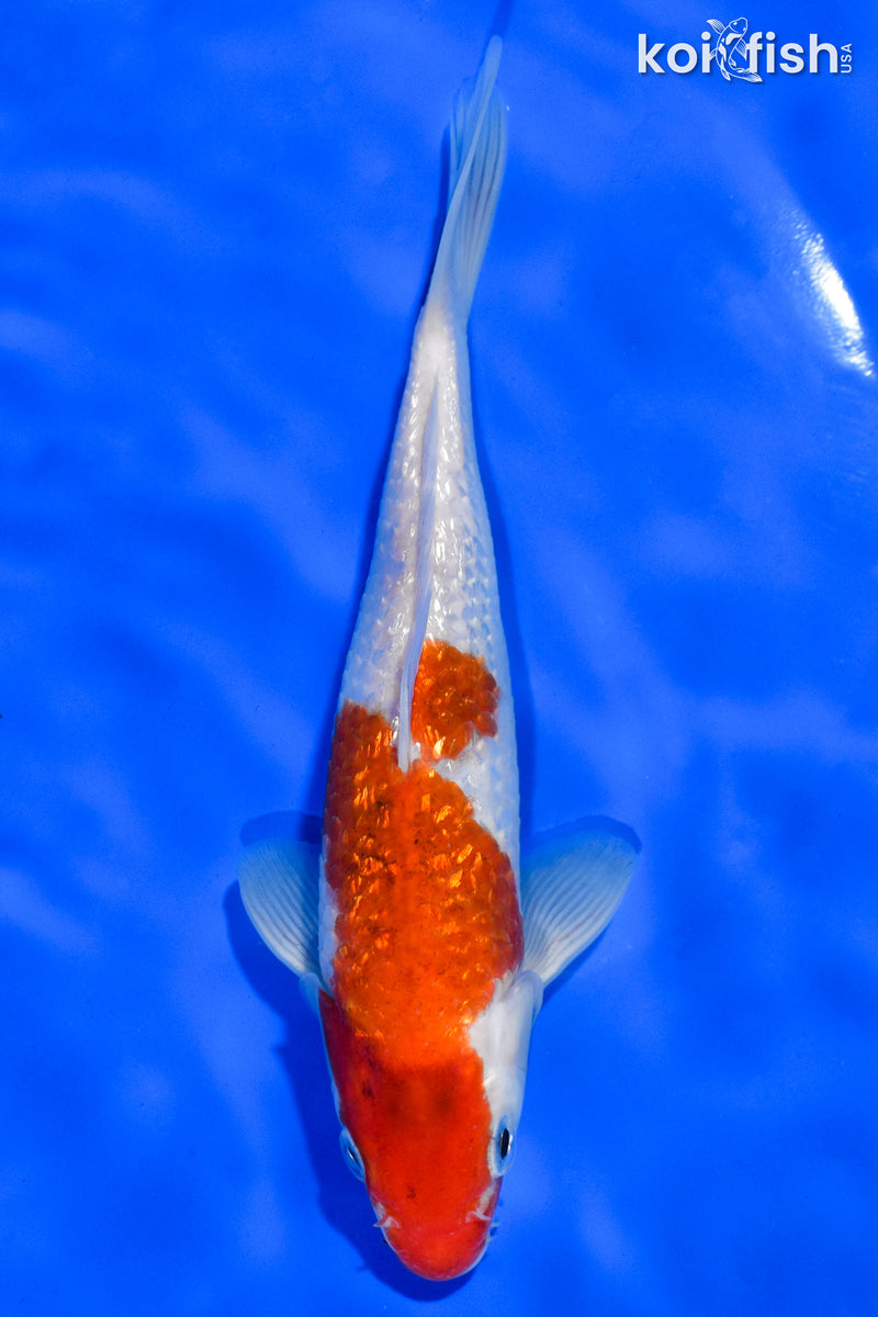 6.5" GINRIN KOHAKU