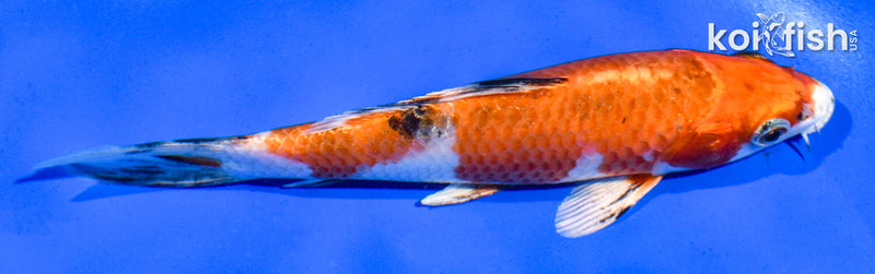 5.5" YAMATO NISHIKI