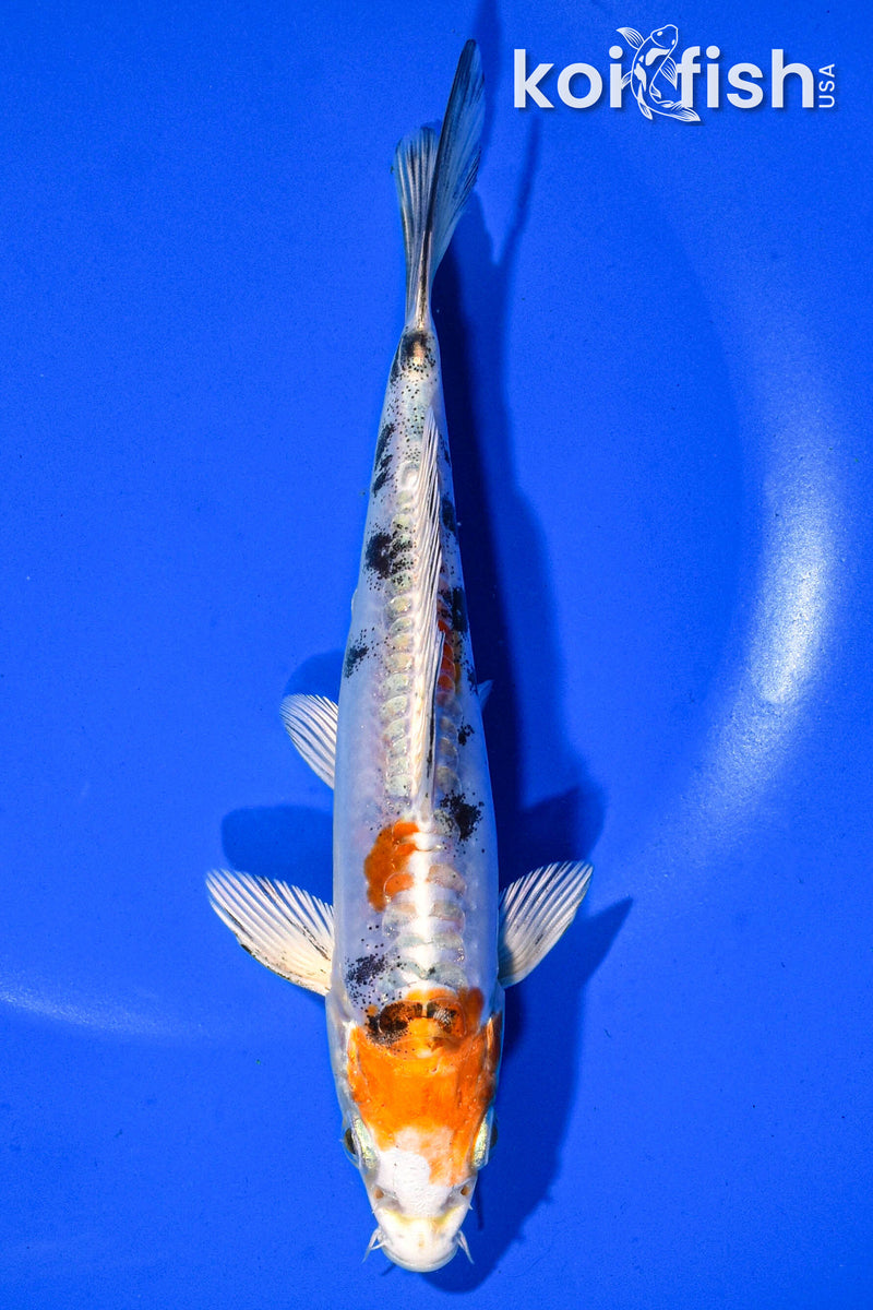 6" HEISEI NISHIKI