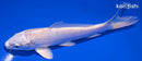 5.25" PLATINUM OGON