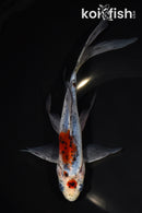 8.75" SHUBUNKIN GOLDFISH