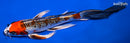 8.75" KUJAKU BUTTERFLY