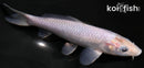 6.5" SORAGOI