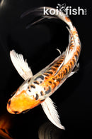 9" ARAGOKE BENI KIKOKURYU BUTTERFLY