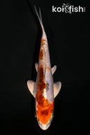 4.25" BENI KIKOKURYU