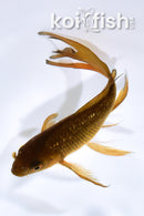 5.25" GINRIN CHAGOI BUTTERFLY