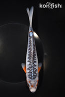 8.25" ARAGOKE SHUSUI