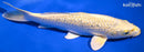 9" GINRIN YAMABUKI OGON