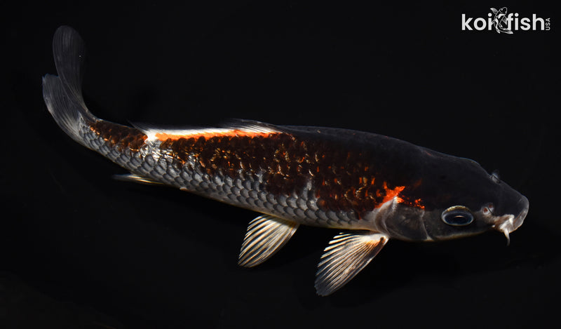 7.5" GINRIN BENI GINGA