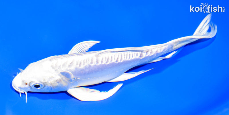 7.5" ARAGOKE PLATINUM OGON BUTTERFLY