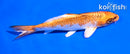 5" GINRIN KUJAKU