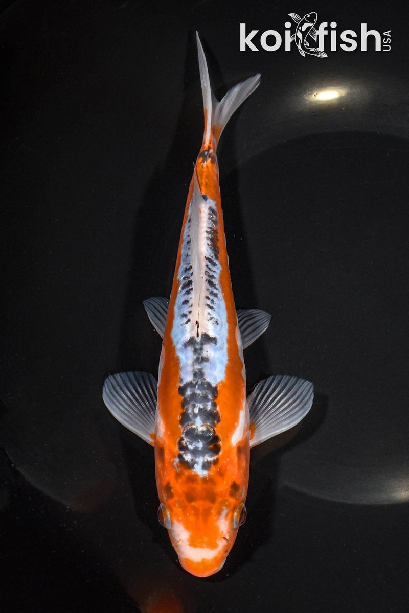 8.25" HI SHUSUI