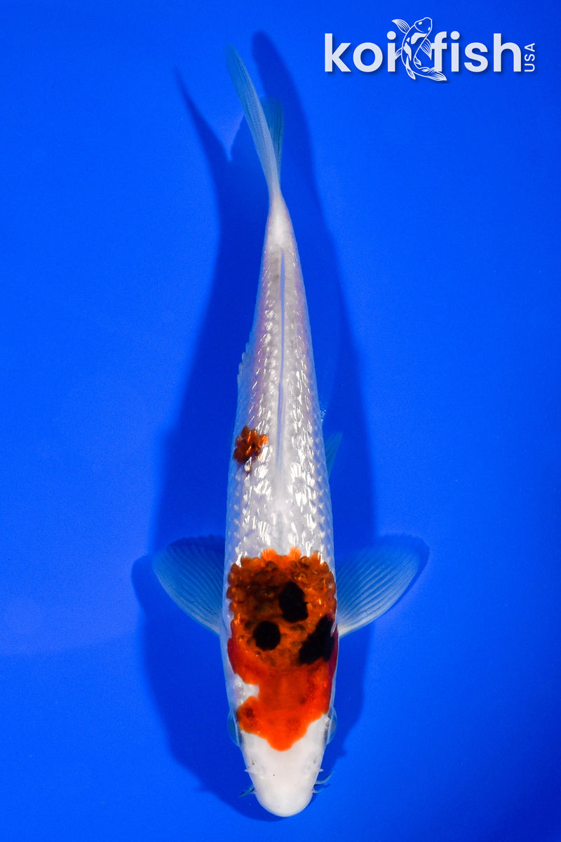 6.5" GINRIN GOROMO