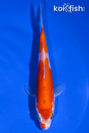 5.5" DOITSU KOHAKU