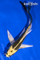 5.5" KIN KI MATSUBA BUTTERFLY