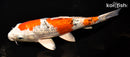 9.5" GINRIN YAMATO NISHIKI
