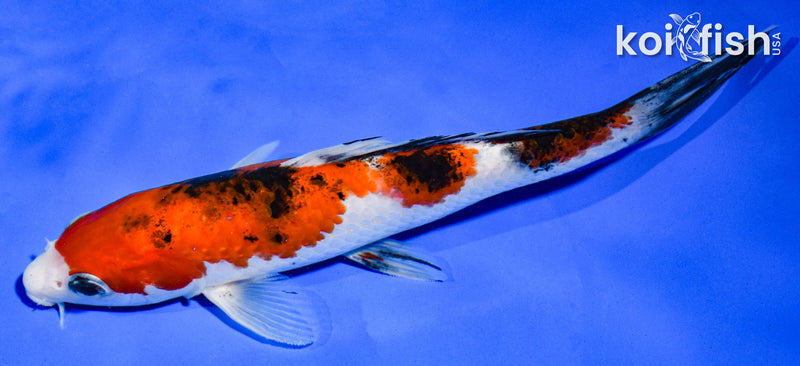 6.5" SANKE