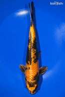 9.5" KIN HI UTSURI