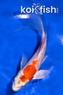 5.25" HARIWAKE BUTTERFLY