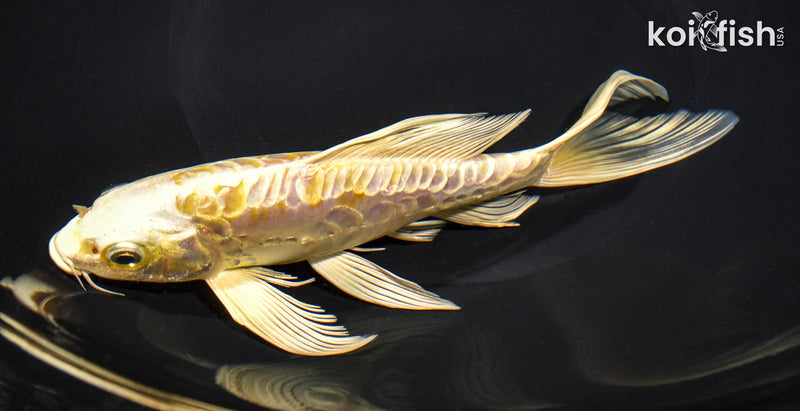 7.75" ARAGOKE LEMON HARIWAKE BUTTERFLY