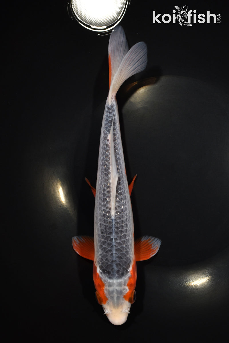 9.75" ASAGI