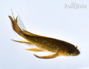 5.25" GINRIN CHAGOI BUTTERFLY