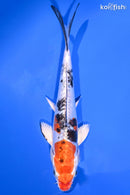 7.5" HEISEI NISHIKI