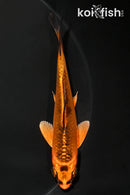 4.25" KIN ORENJI MATSUBA