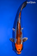 9.75" KUJAKU