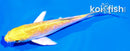 4" GINRIN YAMABUKI OGON BUTTERFLY