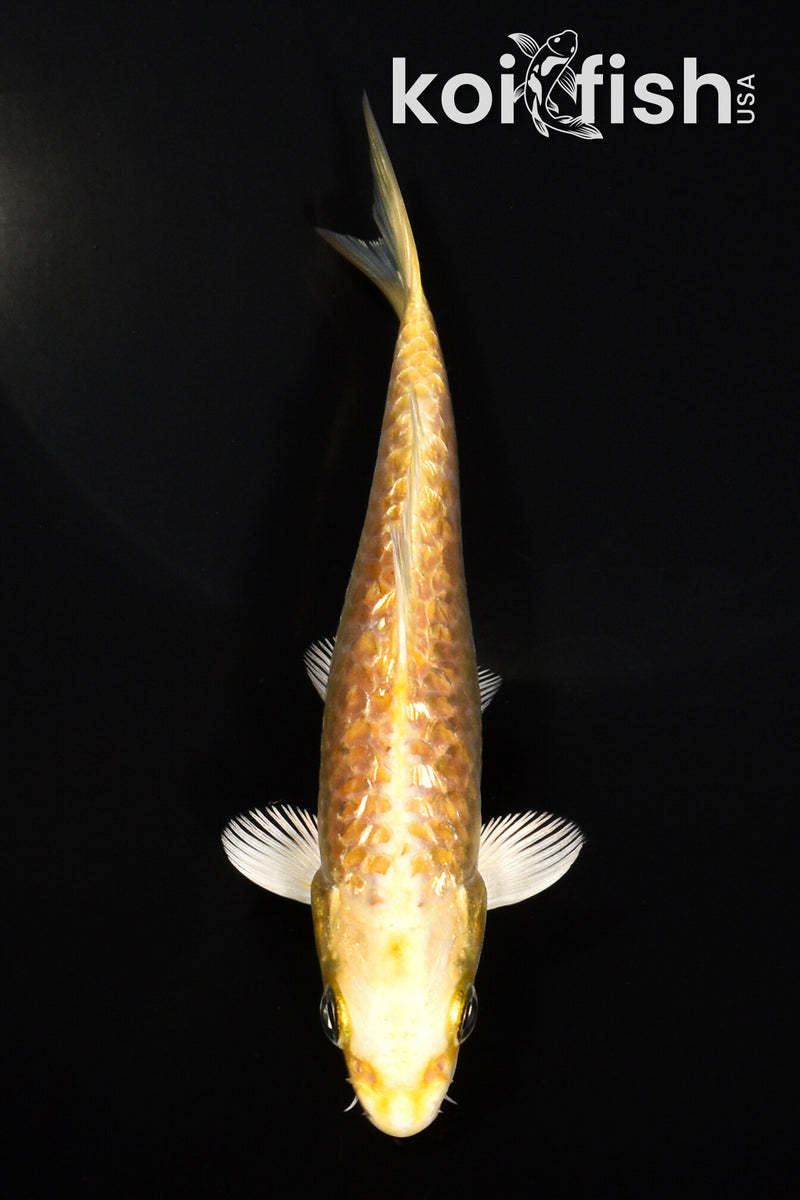 5" GINRIN YAMABUKI OGON