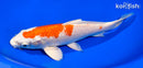 8.5" HARIWAKE
