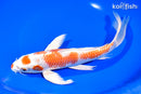 9.75" HARIWAKE BUTTERFLY