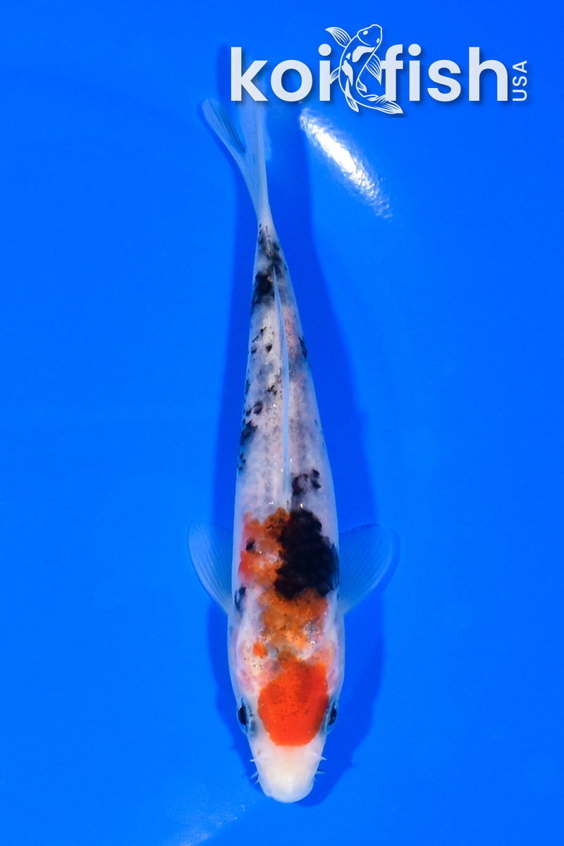 5.25" SANKE